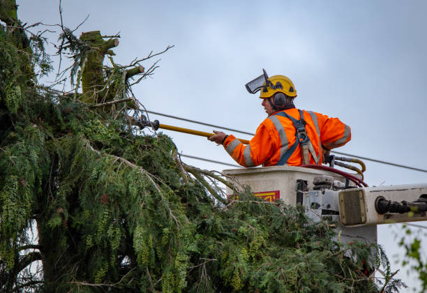 Best Utility Line Clearance  in Kingsburg, CA