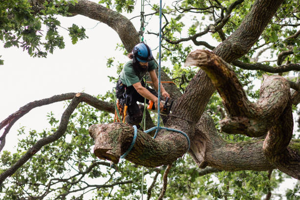 Best Emergency Tree Removal  in Kingsburg, CA