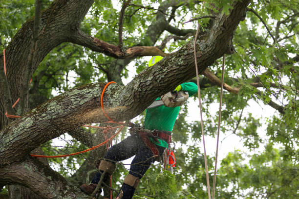 Best Fruit Tree Pruning  in Kingsburg, CA