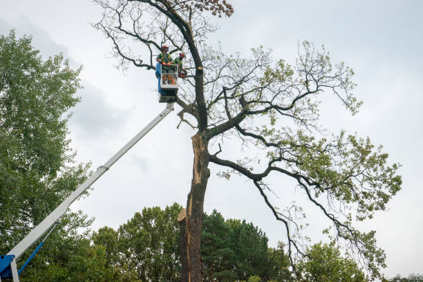 Best Root Management and Removal  in Kingsburg, CA