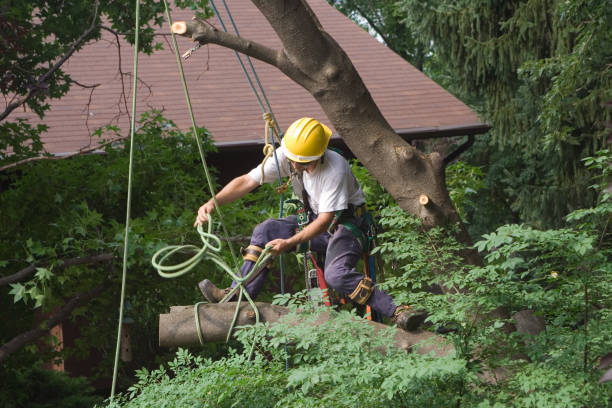 Best Tree Cabling and Bracing  in Kingsburg, CA