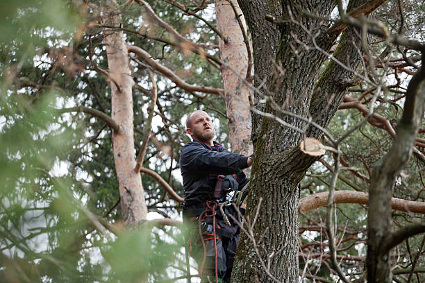 Best Tree Maintenance Programs  in Kingsburg, CA