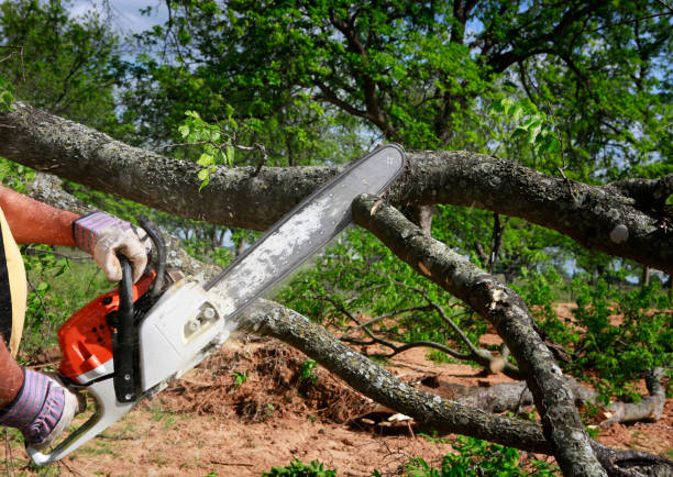 Best Arborist Consultation Services  in Kingsburg, CA